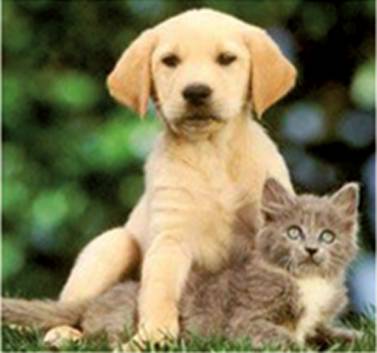 Vets Suburb Australia