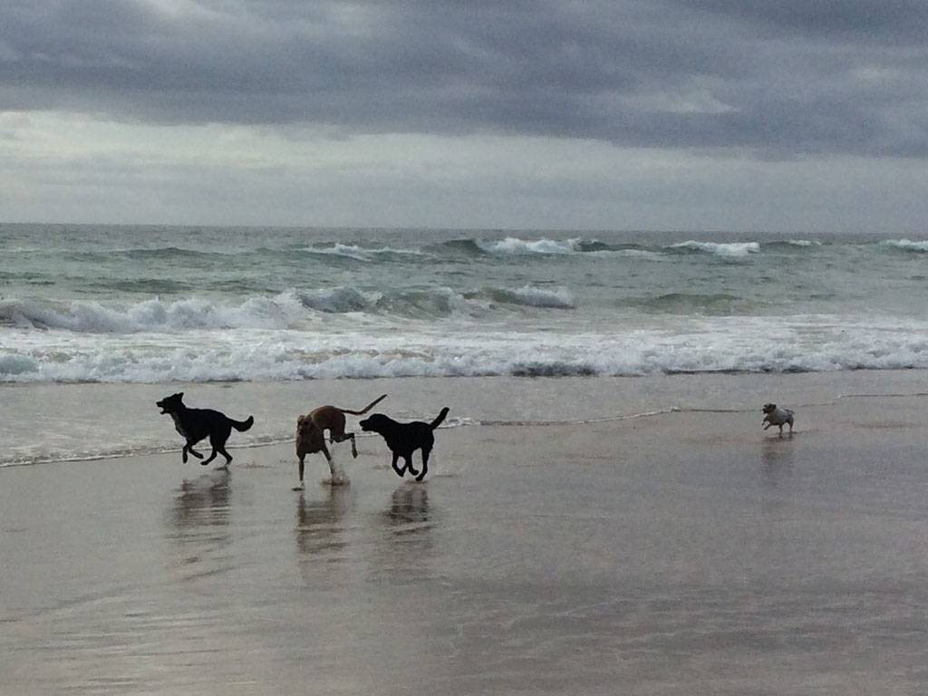 Dog Clubs Suburb Australia