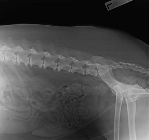 Chirotechnic - Suburb Australia 1