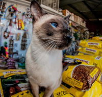 Whitsunday Better Pets - Suburb Australia