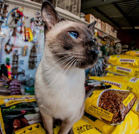 Whitsunday Better Pets - Suburb Australia 0