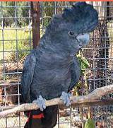 Pets ‘R’ Us - Suburb Australia 1