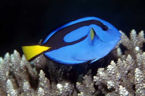 Cairns Marine - Suburb Australia 2