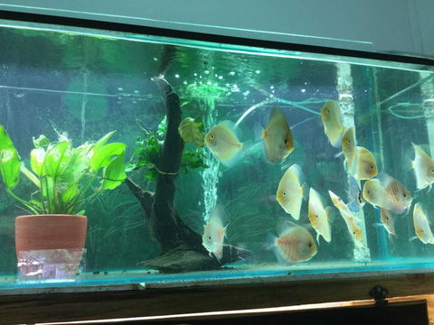True Blue Aquariums - Suburb Australia 1