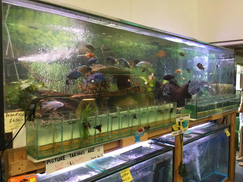 True Blue Aquariums - Suburb Australia 2