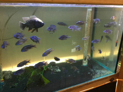 True Blue Aquariums - Suburb Australia 3
