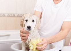 All Pet Stop - Suburb Australia 0