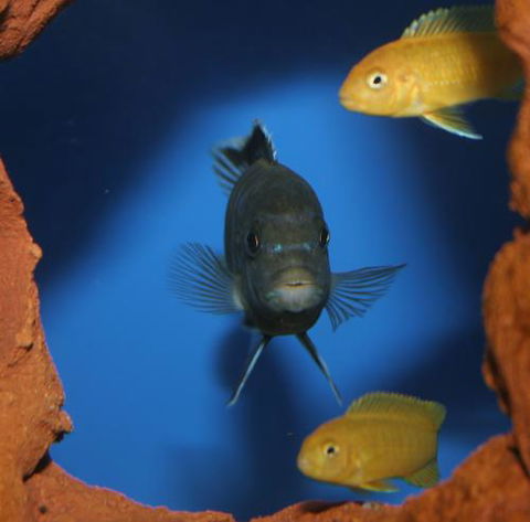 River To Reef Aquarium - Suburb Australia 1