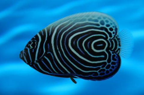 River To Reef Aquarium - Suburb Australia 2