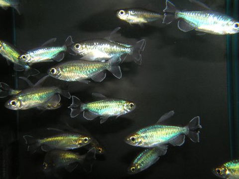 River To Reef Aquarium - Suburb Australia 3