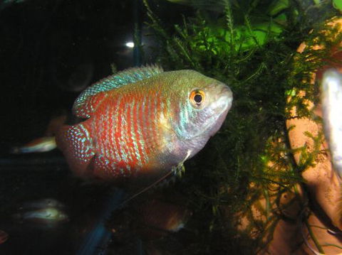 River To Reef Aquarium - Suburb Australia 4