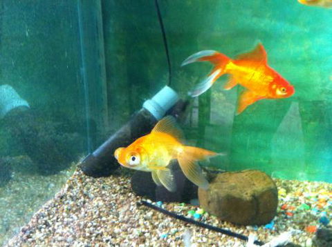 Hurley’s Aquariums - Suburb Australia 2