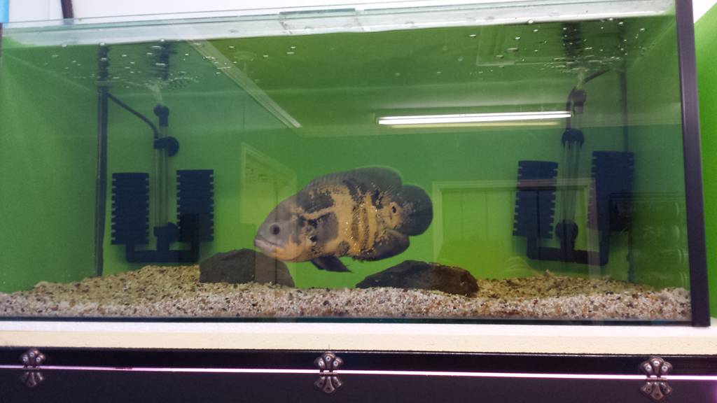 Cake Pastry Shops Maryborough QLD Suburb Australia