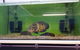 Slither & Swim Aquarium & Reptiles - thumb 0