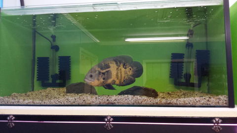 Slither & Swim Aquarium & Reptiles - Suburb Australia 0