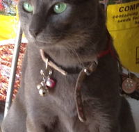 Pets and Saddles - Suburb Australia