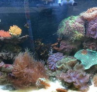 Rocky Pet World - Suburb Australia