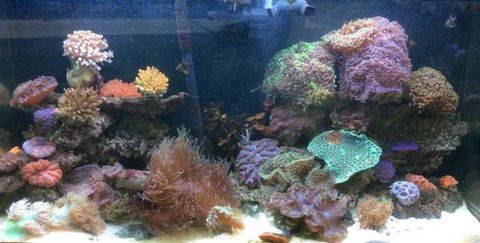 Rocky Pet World - Suburb Australia 0