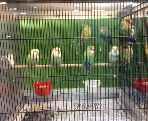Rocky Pet World - Suburb Australia 4
