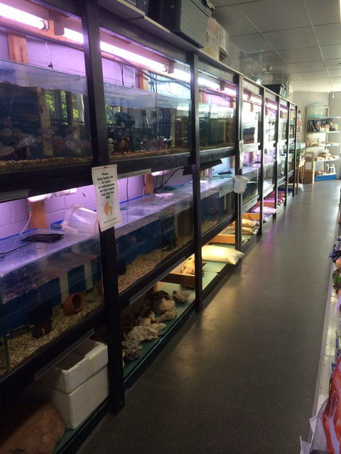 Nambour Pet Shop - Suburb Australia 1