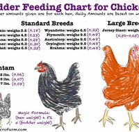 Feed and Fodder - Suburb Australia