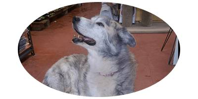 Pets & Ponds - Suburb Australia 1