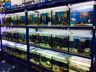 Pet Stop - Suburb Australia 3