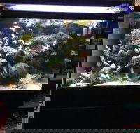 A1 Aquarium World - Suburb Australia