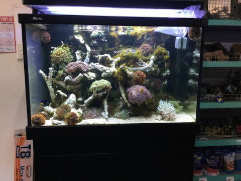 A1 Aquarium World - Suburb Australia 0