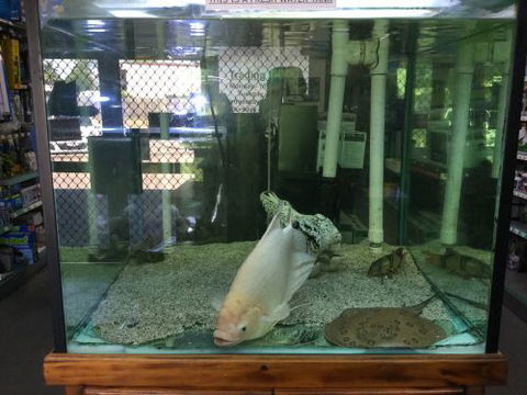 A1 Aquarium World - Suburb Australia 2
