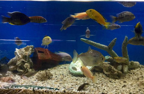 Clearwater Aquariums - Suburb Australia 3