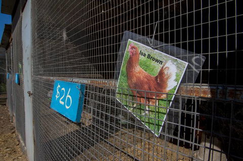 Radley’s Farm, Pet & Garden Supplies - Suburb Australia 2