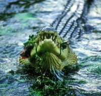 Gallery Two Six - Suburb Australia