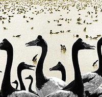 Tin Shed Art Gallery - Suburb Australia