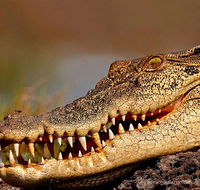 Paul Arnold Photography - Suburb Australia