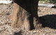 The Rustic Emu Gallery - thumb 0