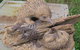 The Rustic Emu Gallery - thumb 2
