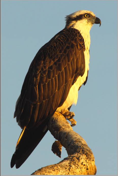 Coastal Visions Photography - Suburb Australia 2