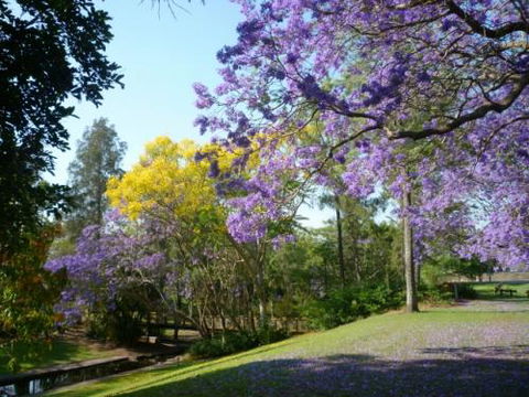 Grafton Art Club Inc - Suburb Australia 1