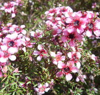 Natives R Us - Suburb Australia