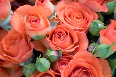 Bluebird Florist Hunter Valley - Suburb Australia 1