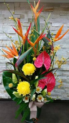 Blossoms Of Tweed Banora - Suburb Australia 0