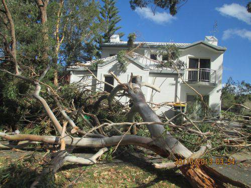 Tree Stump Removal Maryland NSW Suburb Australia