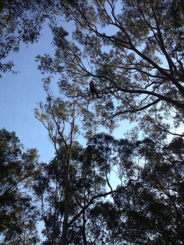 Almighty Trees & Demolition - Suburb Australia 3