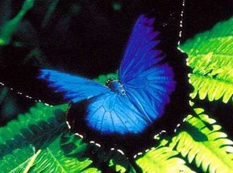 Ray White (Mission Beach) - Suburb Australia 2