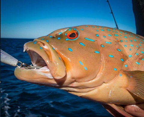 Ingham Tackle Shack - Suburb Australia 1