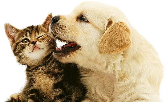 Pet Transport Suburb Australia