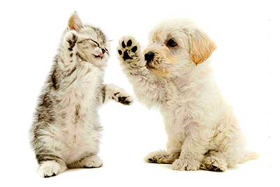 One Stop Pet Supplies - Suburb Australia 1