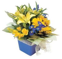 Forster Flowers - Suburb Australia