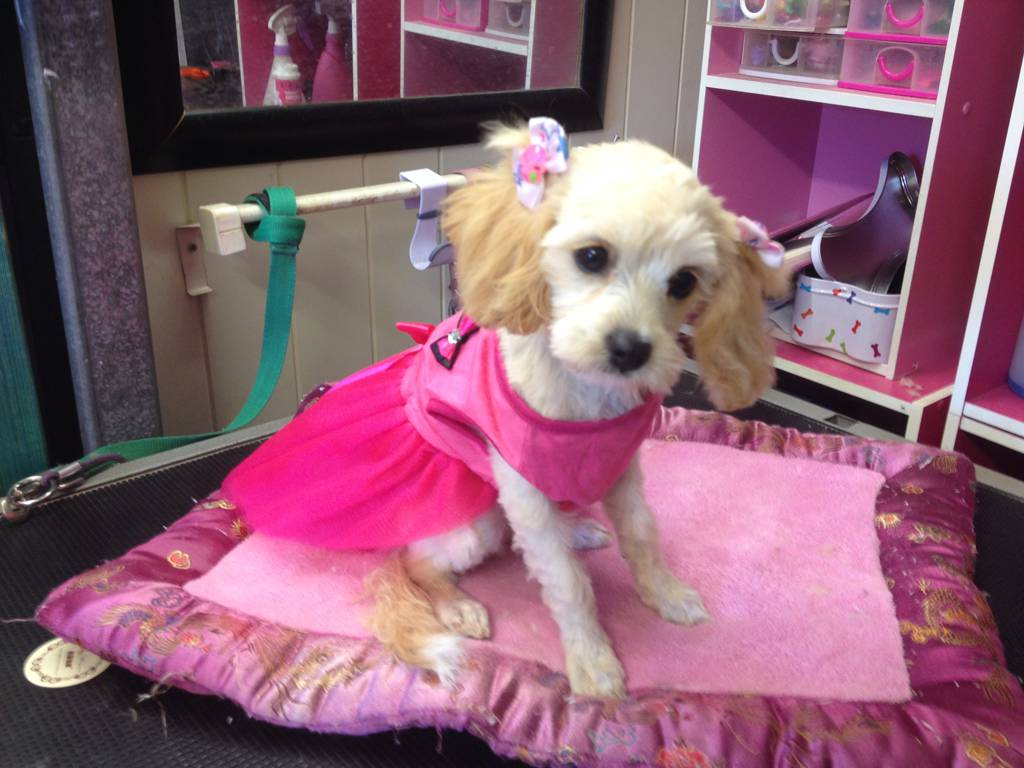 Dog Cat Clipping Washing Grooming Kingaroy QLD Suburb Australia